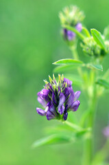 The field is blooming alfalfa