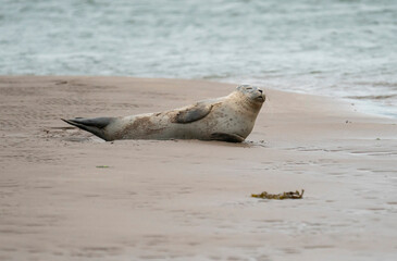 Obraz premium Lounging Seal