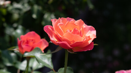 Flower Closeups of Beautiful Roses of Several Colors from multiple Species!