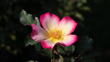 Flower Closeups of Beautiful Roses of Several Colors from multiple Species!