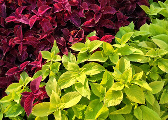 Plant with red and green leaves close up.