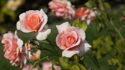 Flower Closeups of Beautiful Roses of Several Colors from multiple Species!