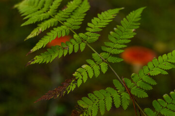 fern twig in a sunny autumn wild forest