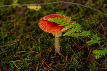 fly agaric mushroom in a sunny autumn wild forest