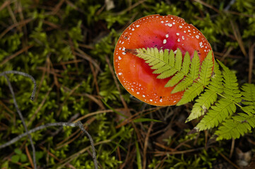 fly agaric mushroom in a sunny autumn wild forest
