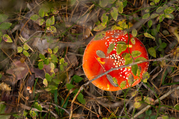 fly agaric mushroom in a sunny autumn wild forest