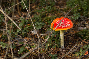fly agaric mushroom in a sunny autumn wild forest