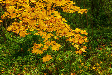 autumn background of gold maple branches in a park close up