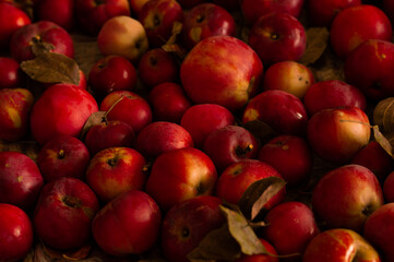 Fototapeta na wymiar red delicious ripe autumn apples 