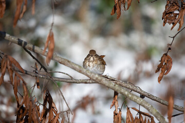 Hermit Thrush in the Snow