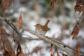 Curious Hermit Thrush in the Snow