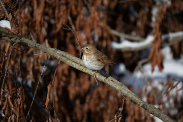 Majestic Hermit Thrush