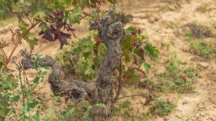 Old broken bush vine still producing fruit