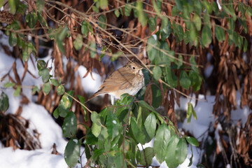 Curious Hermit Thrush in the Snow