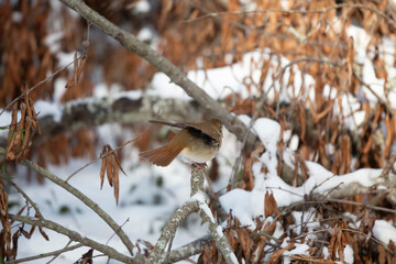 Curious Hermit Thrush