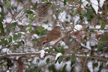 Curious Hermit Thrush