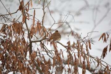 Curious Hermit Thrush