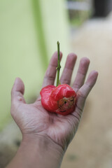 Fresh ripe red rose apples hanging on hand. Also know as jambu air Merah (Syzygium aqueum), jambu Semarang (Syzygium samarangense), Jambu Bol, or Malay Apple (Syzygium malaccense)