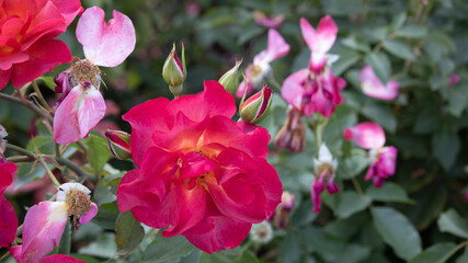 Flower Closeups of Beautiful Roses of Several Colors from multiple Species!