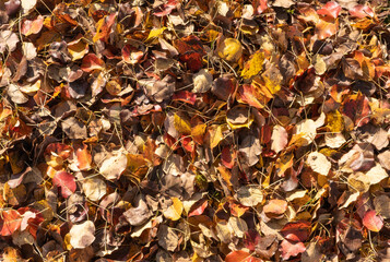Red, yellow, orange and brown autumn leaves of a pear tree as a background. Bright autumn background from fallen leaves.