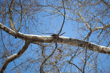 Flying Squirrel Running on a Snowy Limb