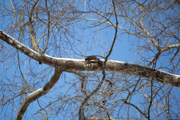 Flying Squirrel Leaping along a Snowy Limb