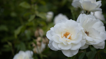 Flower Closeups of Beautiful Roses of Several Colors from multiple Species!