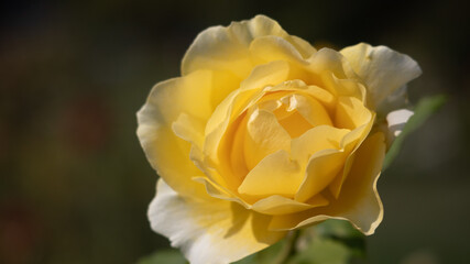 Flower Closeups of Beautiful Roses of Several Colors from multiple Species!