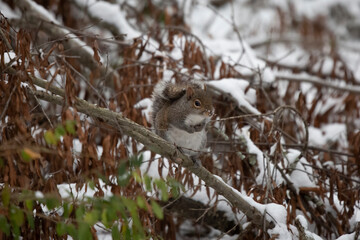 Thoughtful Eastern Gray Squirrel