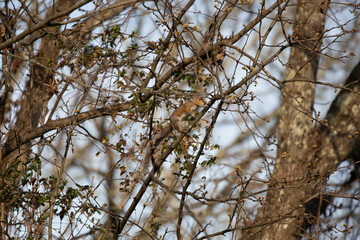 Eastern Gray Squirrel Climbing