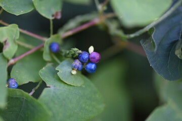 Persicaria perfoliata berries. Polygonaceae annual vine plants.