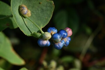 Persicaria perfoliata berries. Polygonaceae annual vine plants.