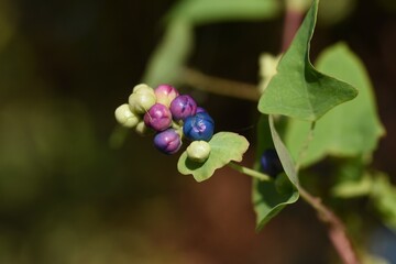 Persicaria perfoliata berries. Polygonaceae annual vine plants.