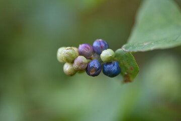Persicaria perfoliata berries. Polygonaceae annual vine plants.