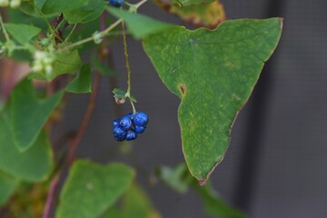 Persicaria perfoliata berries. Polygonaceae annual vine plants.
