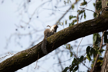 Eastern Gray Squirrel Grooming