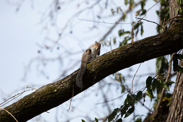 Fototapeta premium Eastern Gray Squirrel Grooming