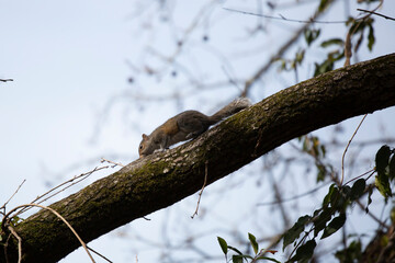 Curious Eastern Gray Squirrel
