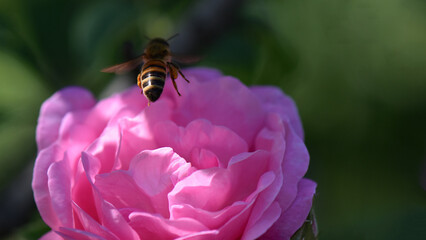 bee on a flower