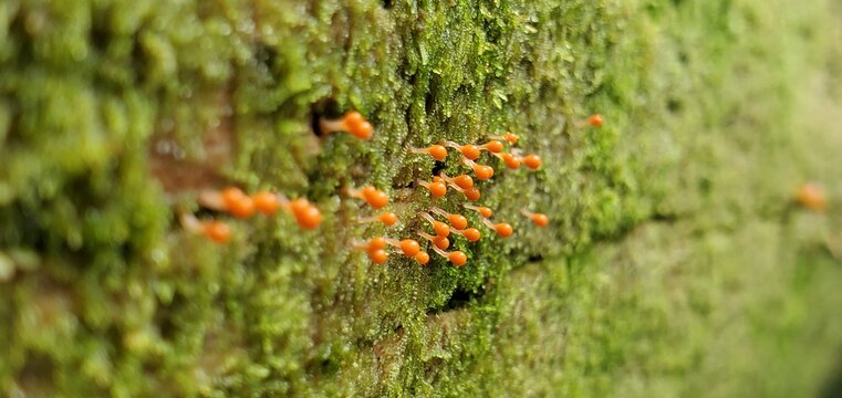 moss on the ground