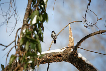 Watchful Female Downy Woodpecker
