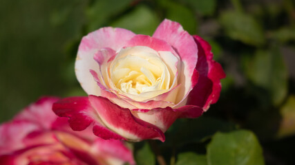 Flower Closeups of Beautiful Roses of Several Colors from multiple Species!
