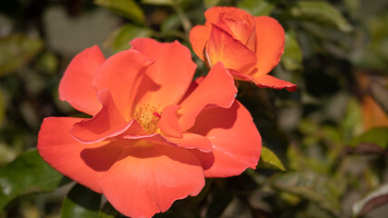 Flower Closeups of Beautiful Roses of Several Colors from multiple Species!