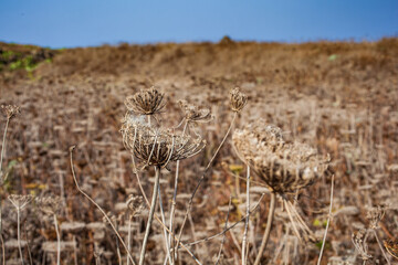 Fototapeta premium View of the field with dried Crithmum maritimum is know as samphire or sea fennel