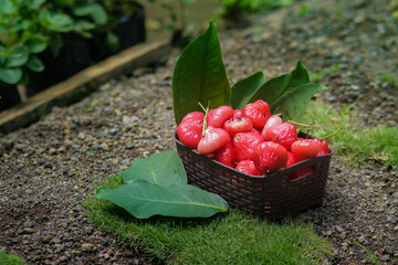 Freshly plucked rose apple fruit on basket for sale. Also known as jambu air Merah (Syzygium...