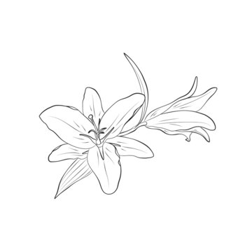 lilies contour hand drawn flower. floral element for greeting card and invitation design