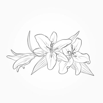 lily flowers image. hand drawn contour illustration. vector floral element for greeting card and invitation design