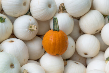 Singular orange pumpkin surrounded by white pumpkins