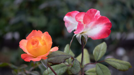 Fototapeta na wymiar Flower Closeups of Beautiful Roses of Several Colors from multiple Species!