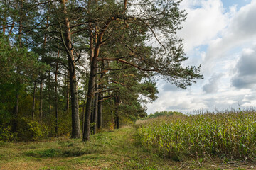 Fototapeta na wymiar Pine trees near the corn field. Autumn landscape on a cloudy day